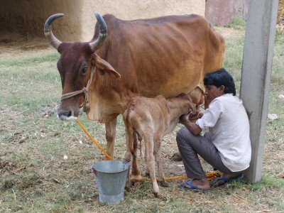 Poonam with calf named Chand and Narayan Mar 2023